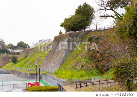 【熊本県】　熊本城 74182958