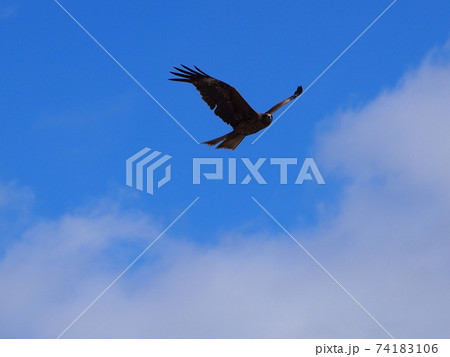 獲物を狙うとび 74183106