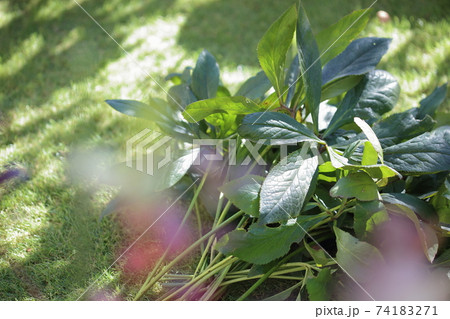 刈り取ったクリスマスローズの葉 74183271
