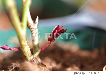 薔薇のシュート 薔薇のシュート 74183439