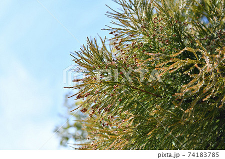 杉の雄花と青空 74183785