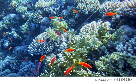 underwater world of the Red Sea, corals, goldfish and other fish, against the background of the sea depth near the coral reef Gordon, Sharm El Sheikh, Egypt underwater world of the Red Sea, corals, goldfish and other fish, against the background of the sea depth near the coral reef Gordon, Sharm El Sheikh, Egypt 74184167
