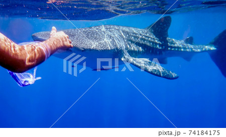 he swimmer's hand stretched out to meet a swimming whale shark at the surface in the open sea, against the background of seawater, the Red Sea, Ras Mohamed, Egypt 74184175
