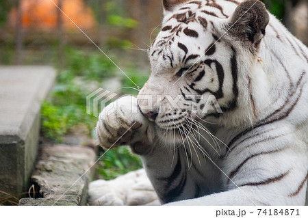 動物　ホワイトタイガー 74184871