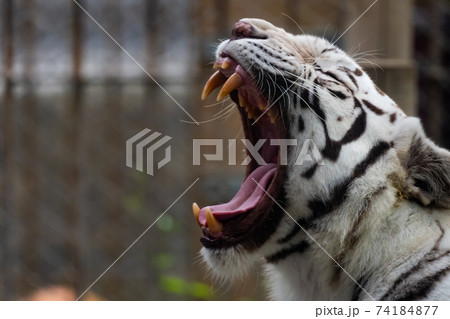 動物 ホワイトタイガー 動物 ホワイトタイガー 74184877