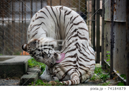 動物　ホワイトタイガー 74184879