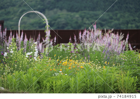 春の庭 春の庭 74184915