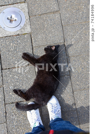 黒猫 野良猫 甘える猫 横たわる猫 のら猫の写真素材