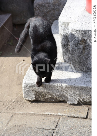 黒猫 野良猫 飛び降りる 飛び出すの写真素材