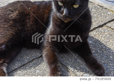 黒猫 野良猫 カメラ目線 横たわる猫 のら猫の写真素材