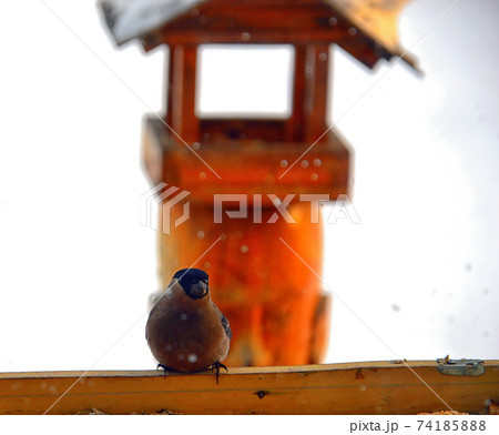 Bird bullfinch sits on a wooden bird feeder. Looks at us. The cold winter forces birds to fly closer to human habitation in order to feed and survive. 74185888