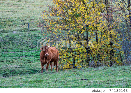 French countryside. Saint Agnan en Vercor: view of the heights of the Vercors and the valley Val de Drome in France 74186148