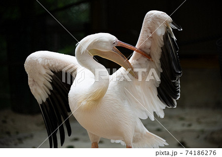 動物　ペリカン 74186276