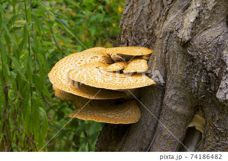 Cerioporus squamosus aka Polyporus squamosus mushroom grows on tree trunk in forest 74186482