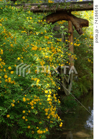 境内の小川を埋め尽くす満開の山吹の花の写真素材