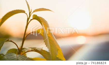 Close-up of lit by sun top of plant, tree brunch with big dark shiny green leaves on blurred misty colorful background. Beauty of nature concept. 74186824
