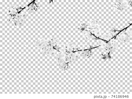 【水墨画風水彩画】枝付き淡墨桜 桜吹雪 さくら ソメイヨシノ 満開 花 素材  コピースペース 74186946