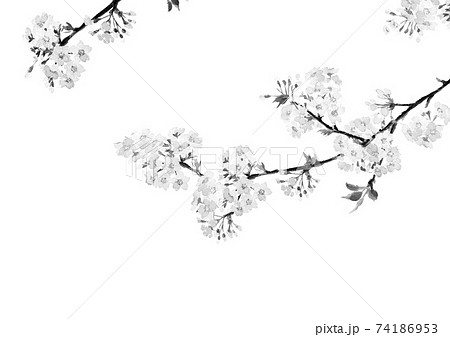 【水墨画風水彩画】枝付き薄墨桜 ソメイヨシノ 満開 花 モノクロ PNG 素材  コピースペース 74186953