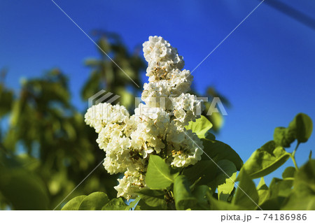 Close-up of beautiful fragrant white lilac flowers blooming on green bush with fresh leaves outdoors on bright blue sky background. 74186986