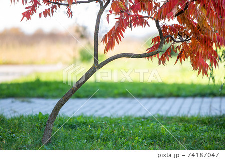 Trees with bright red and yellow leaves in autumn park. Trees with bright red and yellow leaves in autumn park. 74187047
