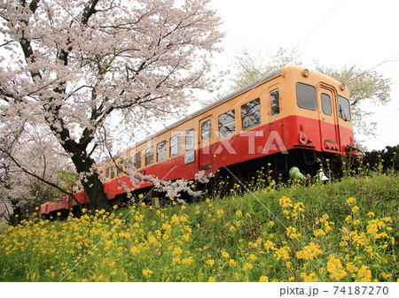 春爛漫で満開の桜と菜の花畑の中を行くディーゼルカー 74187270