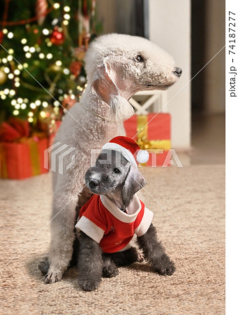 Bedlington Terrier dog with her puppy near the Christmas tree Bedlington Terrier dog with her puppy near the Christmas tree 74187277