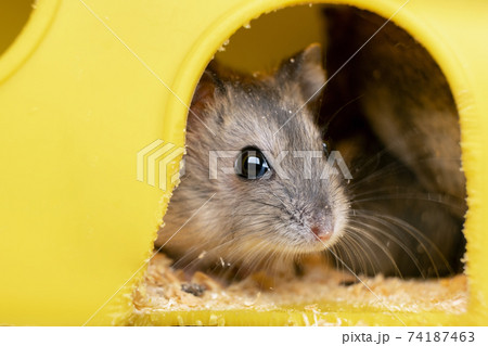 Small gray jungar hamster rat in yellow home cage. 74187463
