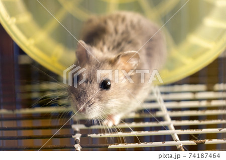 Small gray jungar hamster rat in yellow home cage. Small gray jungar hamster rat in yellow home cage. 74187464