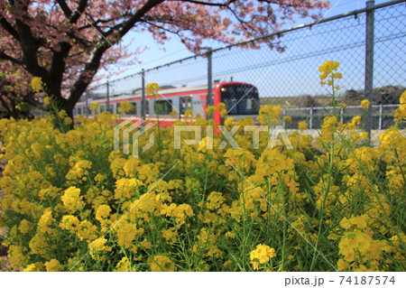 三浦海岸桜まつり　菜の花と京浜急行電鉄 74187574