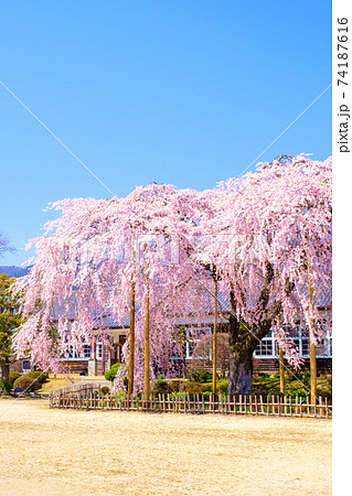 杵原学校の枝垂桜:長野県飯田市 杵原学校の枝垂桜:長野県飯田市 74187616