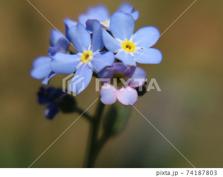 ノハラワスレナグサ（野原勿忘草）　：上野東照宮ぼたん苑にて 74187803