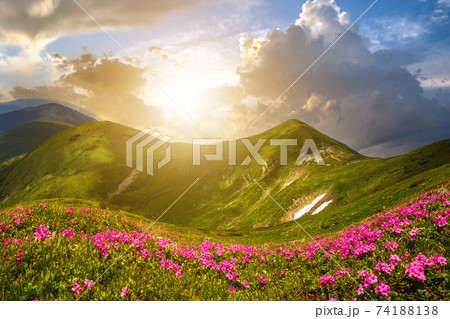 Mountain spring panorama with blooming rhododendron rue flowers and patches of snow under evening sunset sky. 74188138