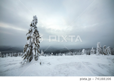 Moody winter landscape of spruce woods cowered with deep white snow in cold frozen highlands. 74188166
