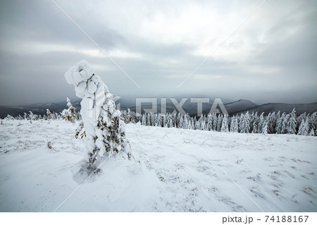 Moody winter landscape of spruce woods cowered with deep white snow in cold frozen highlands. 74188167