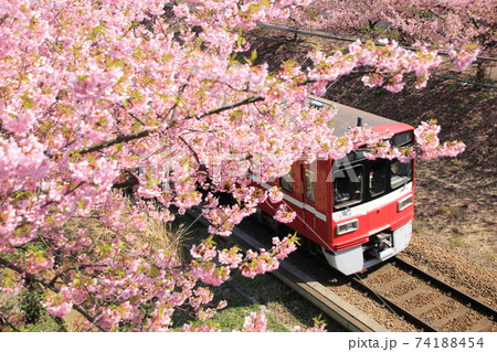 三浦海岸桜まつりと京浜急行線 三浦海岸桜まつりと京浜急行線 74188454