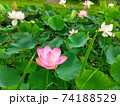 大山下池の蓮の花 74188529