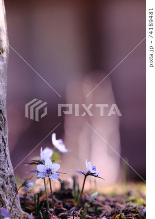 セツブンソウ セツブンソウ 74189481