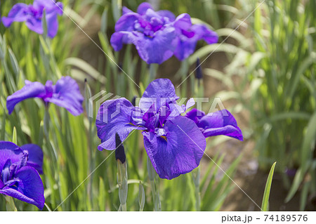 菖蒲　菖蒲田　和風　花菖蒲　爽やか　ショウブ　皇居 74189576