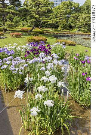 菖蒲　菖蒲田　和風　花菖蒲　爽やか　ショウブ　皇居 74189577