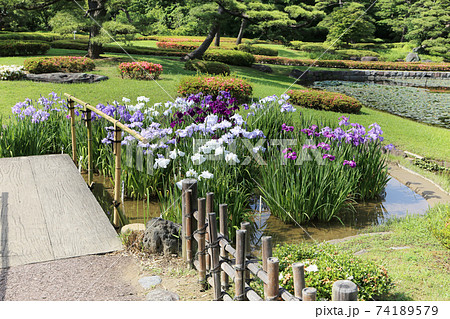 菖蒲　菖蒲田　和風　花菖蒲　爽やか　ショウブ　皇居 74189579