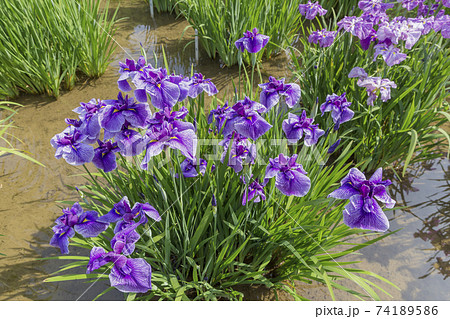菖蒲　菖蒲田　和風　花菖蒲　爽やか　ショウブ　皇居 74189586