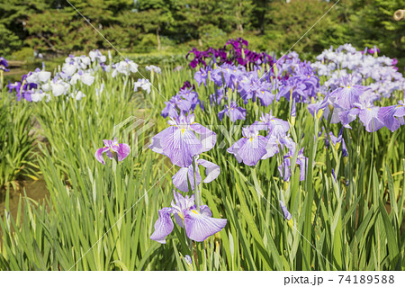 菖蒲　菖蒲田　和風　花菖蒲　爽やか　ショウブ　皇居 74189588