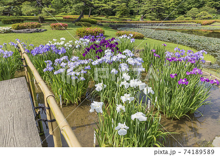 菖蒲　菖蒲田　和風　花菖蒲　爽やか　ショウブ　皇居 74189589