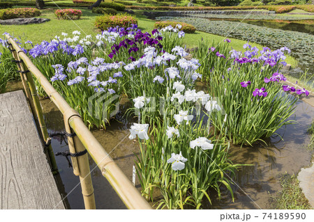菖蒲　菖蒲田　和風　花菖蒲　爽やか　ショウブ　皇居 74189590