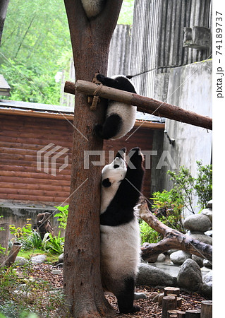 木登りをする子パンダを見守る親パンダの写真素材