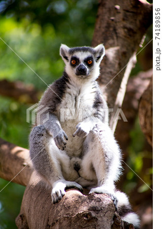 Lemur. Lemur sits alone. Lemur in nature. Lemur. Lemur sits alone. Lemur in nature. 74189856