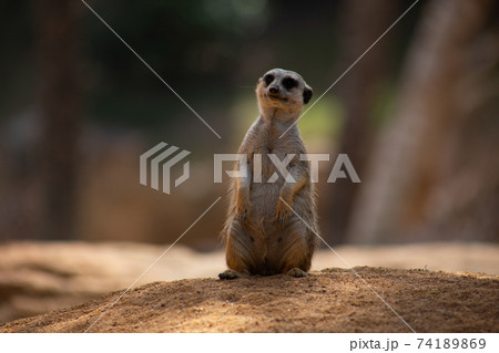 Meerkat, meerkat sits on its hind legs and looks Meerkat, meerkat sits on its hind legs and looks 74189869