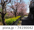 シダレザクラのある風景 74190042