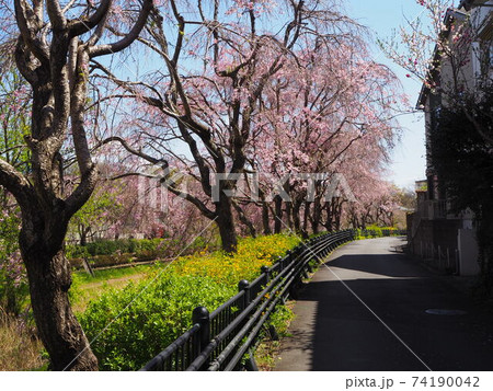 シダレザクラのある風景 シダレザクラのある風景 74190042