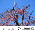 サクラとヒコーキ雲 74190043